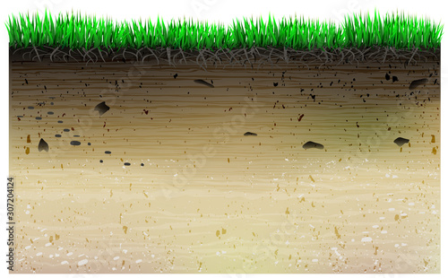 A slice of the geology of the field and plants.