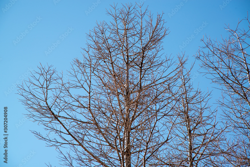 冬の枯れ木と青空 冬の枯れ木と青空