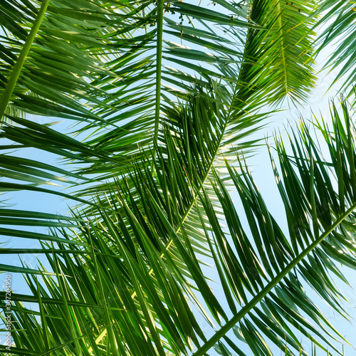 Coconut Palm tree with blue sky beautiful tropical background.