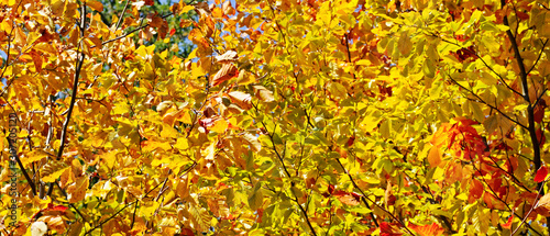 Autumn yellow leaves background in sunny day. Wide photo.