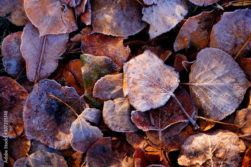 Frozen Leaves Details of Frost
