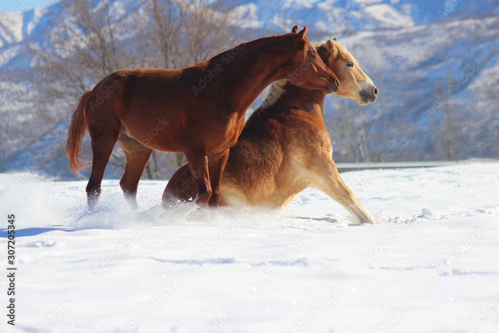 horse in winter, two horses play with each other, the horse likes to sit and surprises the other, horses winter snow games, the horse is sitting in the snow horse in winter, two horses play with each other, the horse likes to sit and surprises the other, horses winter snow games, the horse is sitting in the snow