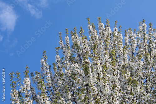 White delicate cherry flowers against a blue sky. Sunny warm day in early spring. The beginning of a new life.