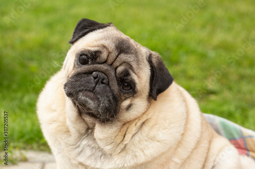 the pug sits with his head cocked to one side