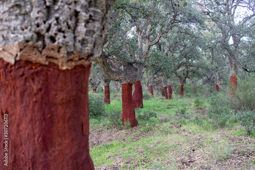 cork oak forest