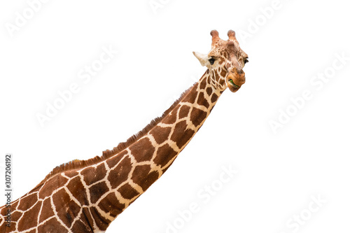 Photography Neck and head of a giraffe isolated on white background