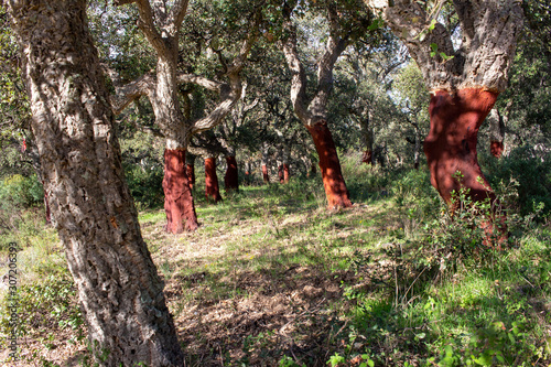 row of cork oaks with red trunk © Marc