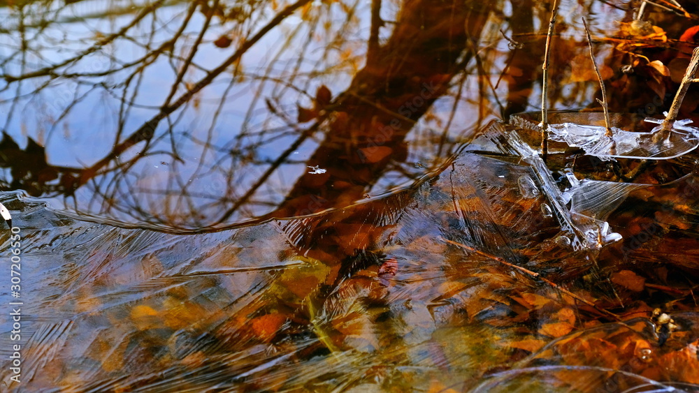 Obraz premium The first thin ice on a forest lake. Fallen leaves of trees under the ice.