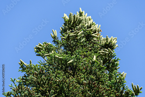 Luxurious Numidian fir (Abies numidica) or Algerian fir with large green female cones on the top in Partenit in Crimea. Selective focus photo