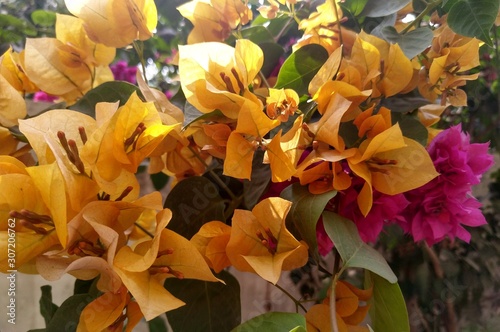 Beautiful orange bougainvillea flowers in house garden.