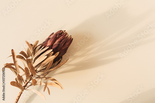 Fototapeta One dry red protea flower on pastel beige background