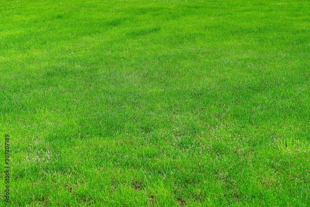 Green grass on the golf course. Background from fresh green grass, sports field for football, golf, field hockey, American football.