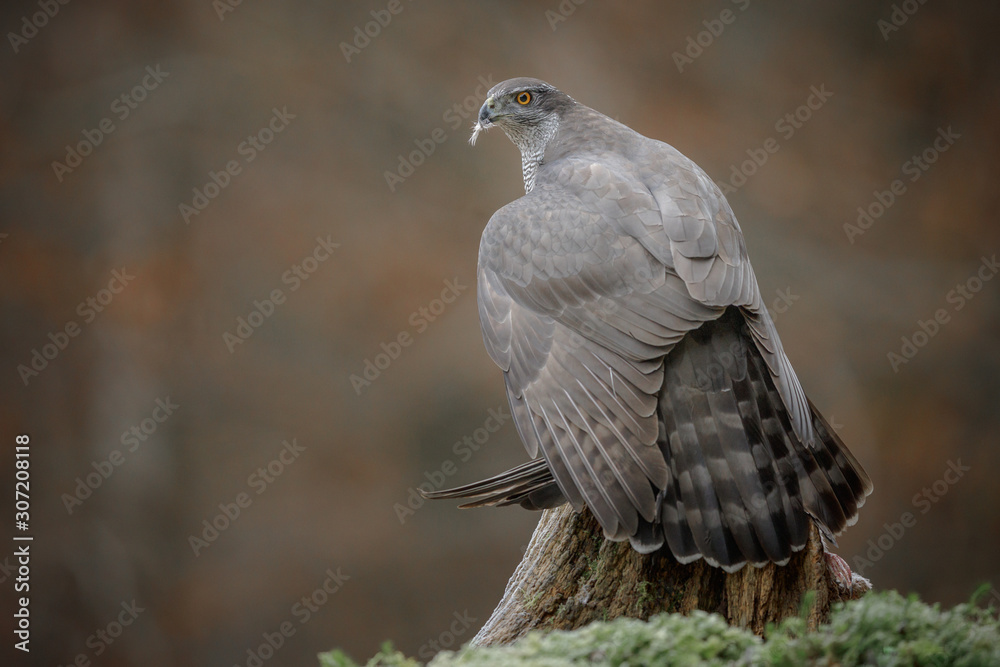 Naklejka premium Ferocious female goshawk