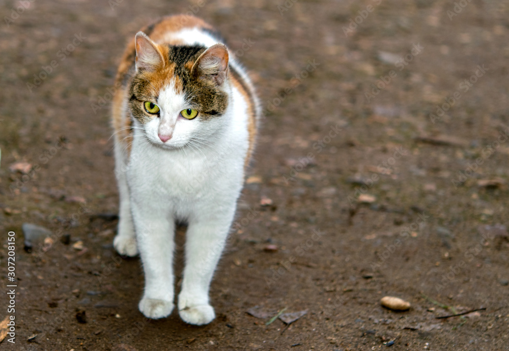 Homeless animals live in basements. Wild City cats, cats. Homeless animals live in basements. Wild City cats, cats.
