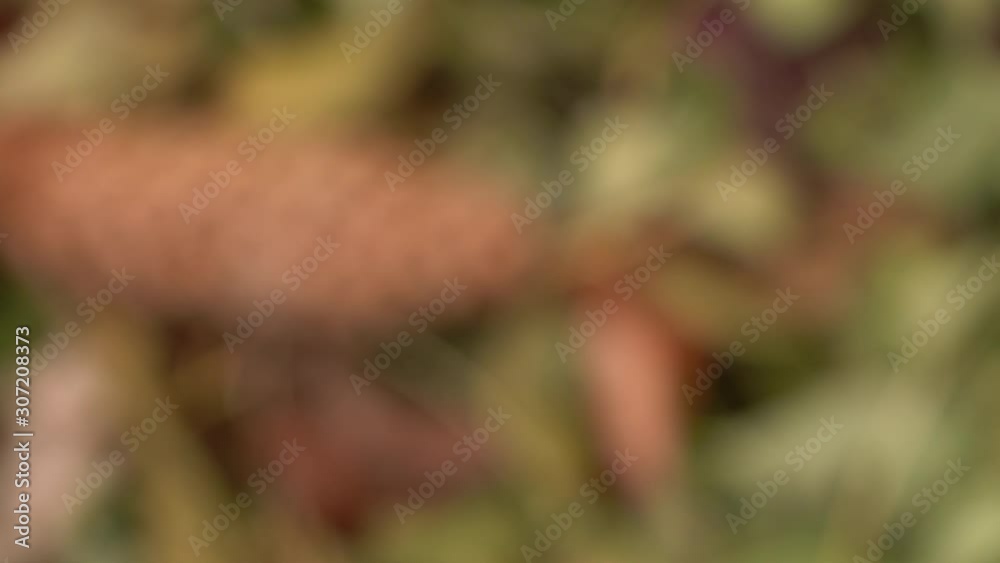 Rack focus on rotating background and texture of colorful dry leaves and spruce cones, top view Rack focus on rotating background and texture of colorful dry leaves and spruce cones, top view