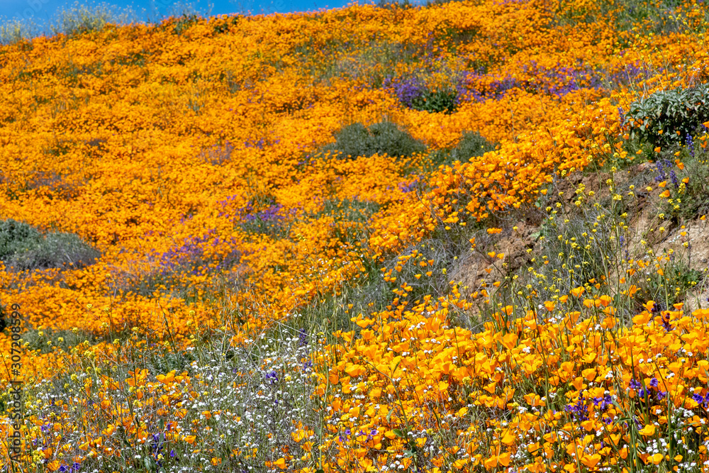 Southern California Poppy Bloom is a rare occurance. When this bloom happens it fills the hillsides with colors Southern California Poppy Bloom is a rare occurance. When this bloom happens it fills the hillsides with colors