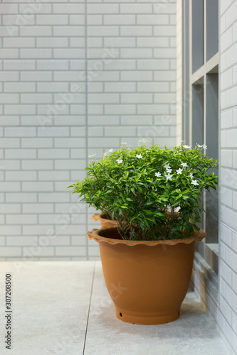 Plant in Pot at Front Door