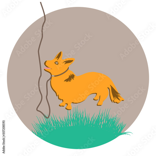 Small domestic dog on a leash, corgi - round icon, isolated on white background - vector. Environmental Protection. Animal world.