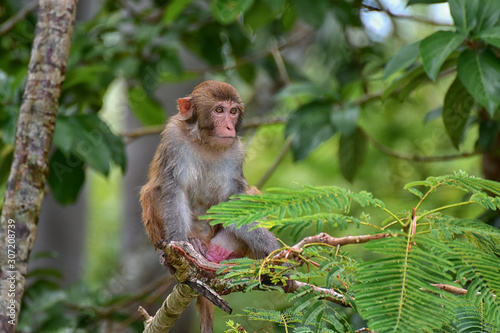 The rhesus macaque monkey  Macaca mulatta   Nanwan Monkey Island  China