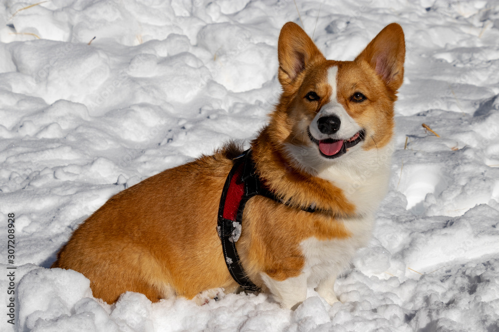 Red and White-haired Pembroke Welsh Corgi Dog Snow Stock Photo | Stock