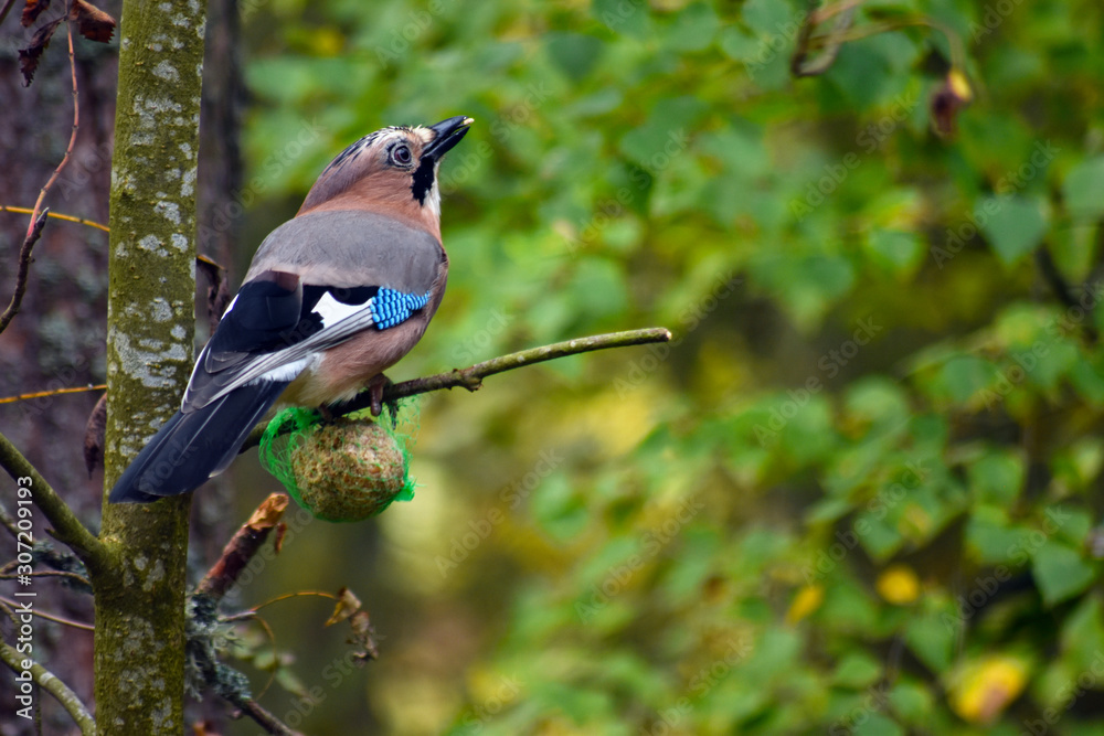 Obraz premium eurasian jay on tree