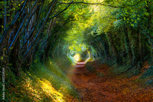 Into the Woods: Pathway through autumnal forest photo