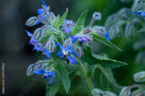 Blue starflower with its hairy leaves - close-up