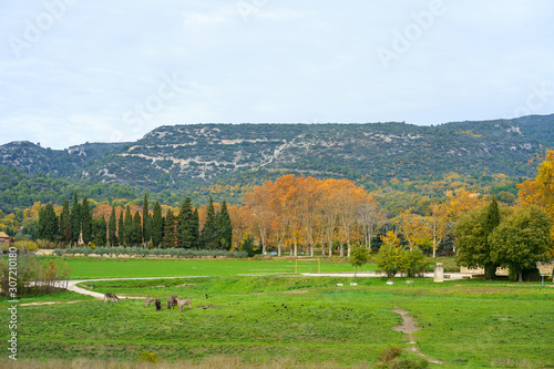Obraz na płótnie Vue panoramique sur le massif du Luberon en Automne. Provence, France. Les ânes en pâture au premier plan. w salonie