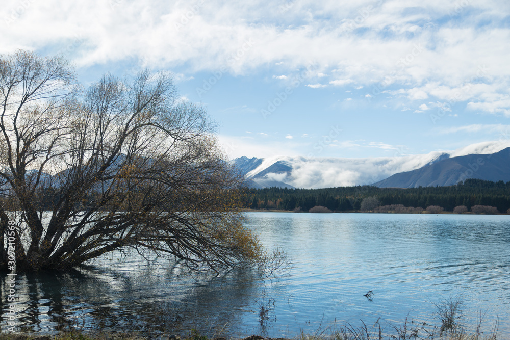 Fototapeta premium Tree in Lake Tekapo, New Zealand
