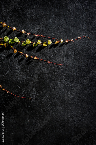 Trailing vine on black textured background