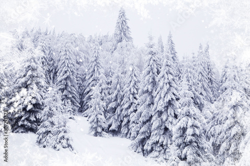 winter wonderland snowy fir trees landscape