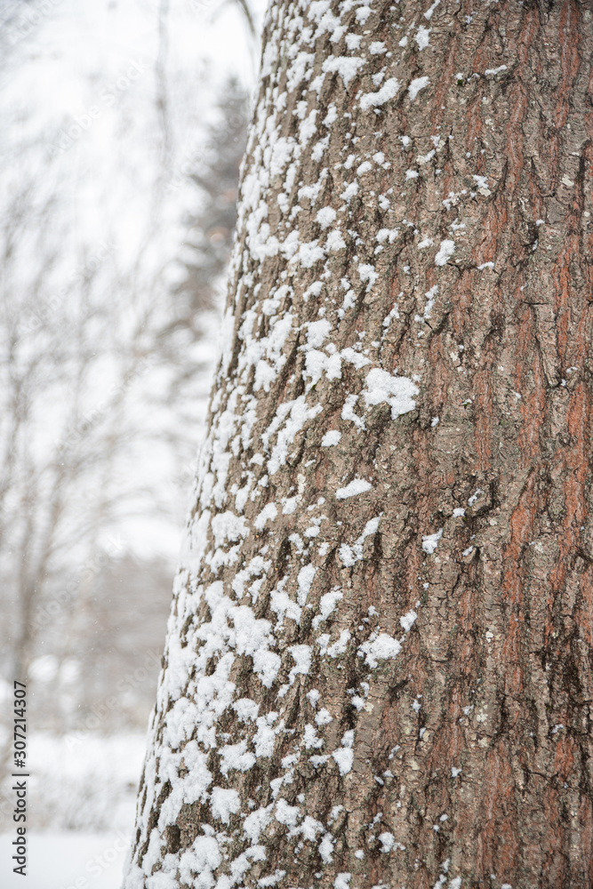 Fototapeta premium Trees in the snow fall