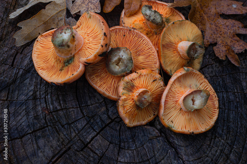 fresh gourmet mushrooms on old wooden background. top view