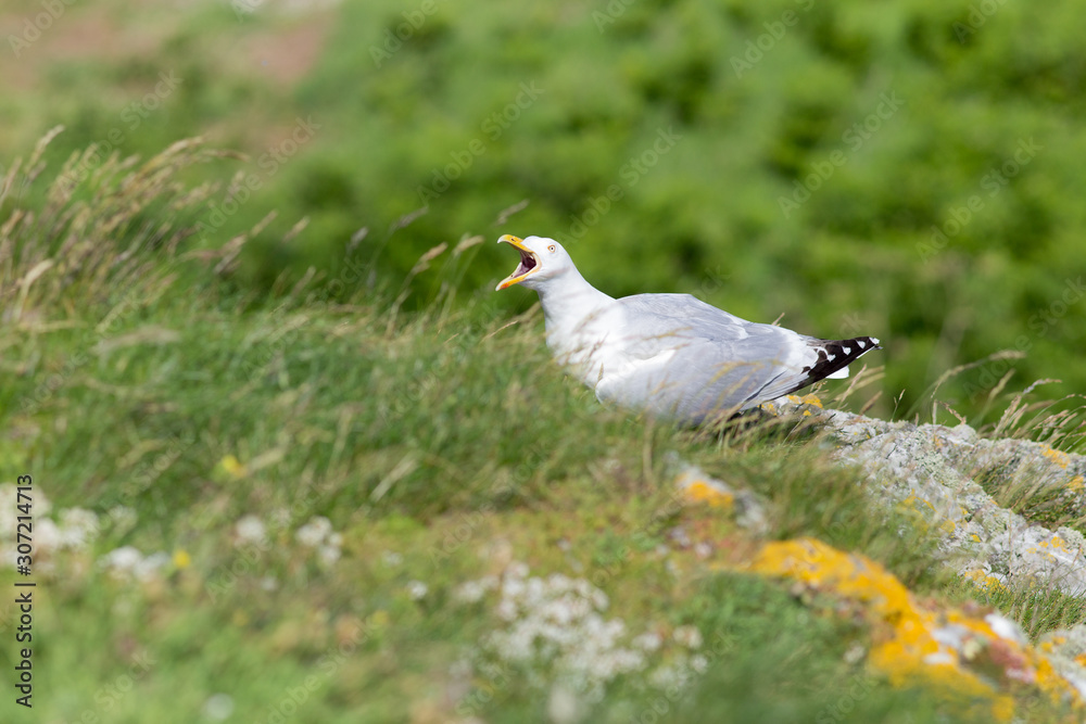 Lesser Black-backed Gull - Larus fuscus on Irelands Eye Lesser Black-backed Gull - Larus fuscus on Irelands Eye
