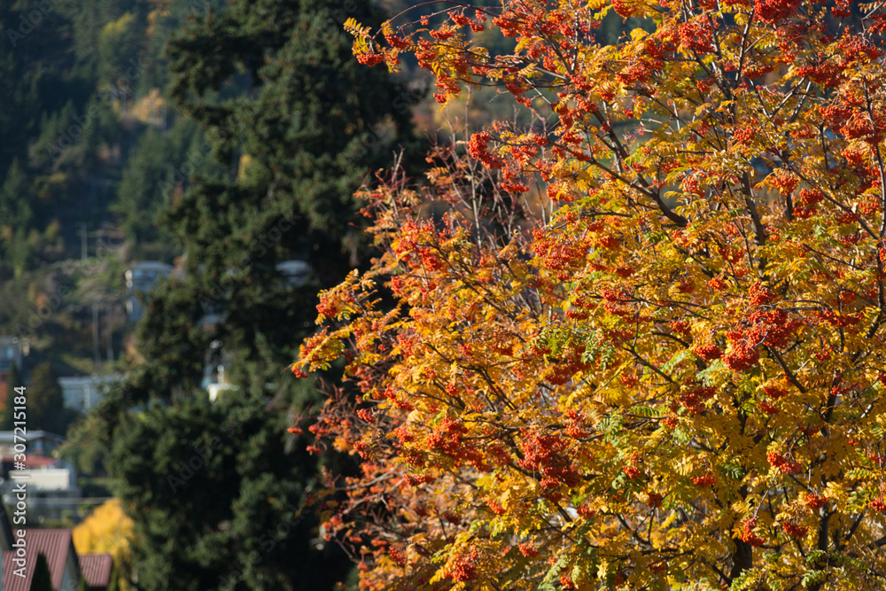 Hawthorn Tree in Fall