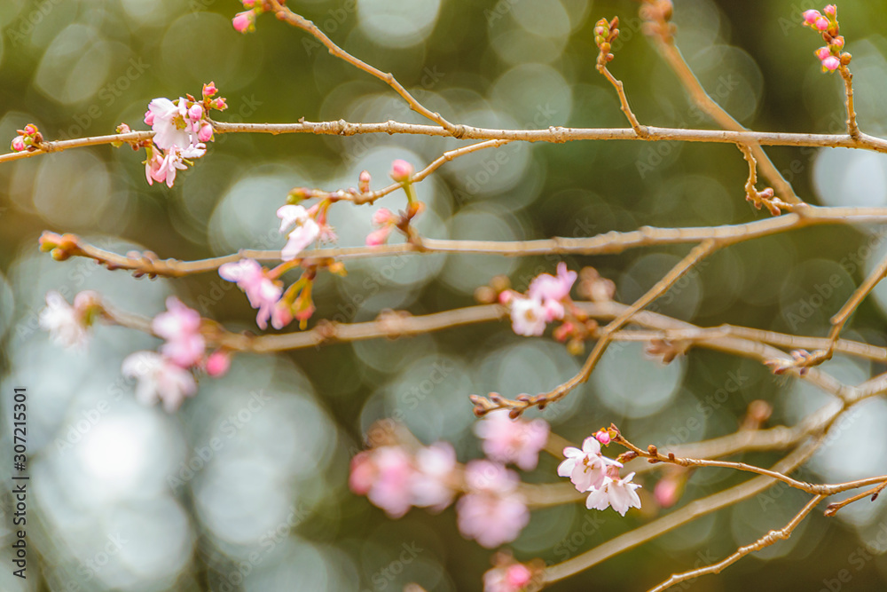 Sakura Flowers Detail View, Ueno Park, Tokyo, Japan