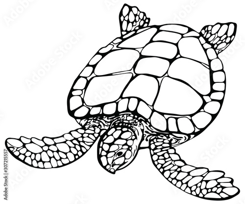 Vector illustration of sea turtle on white background. Perfect for invitations, greeting cards, postcard, fashion print, banners, poster for textiles, fashion design.