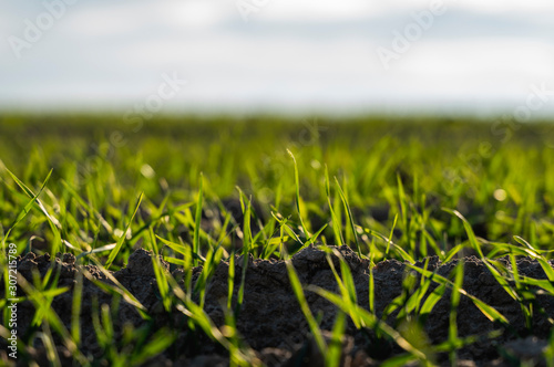 Young wheat seedlings growing on a field in autumn. Young green wheat growing in soil. Agricultural proces. Close up on sprouting rye agriculture on a field sunny day with blue sky. Sprouts of rye.