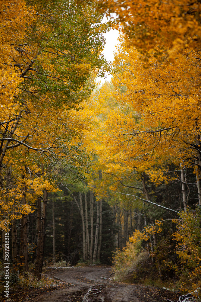 Enchanted Forest Enchanted Forest