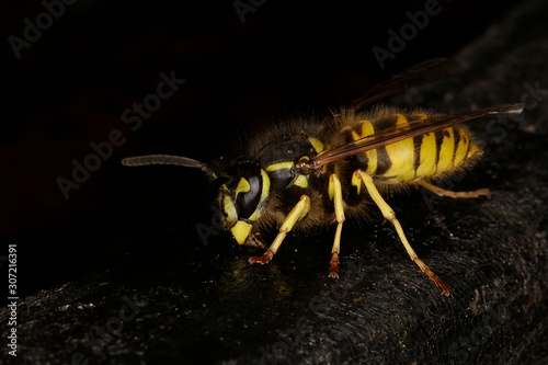 Wasp, Insect, Vespinae, Thuringia, Germany, Europe photo