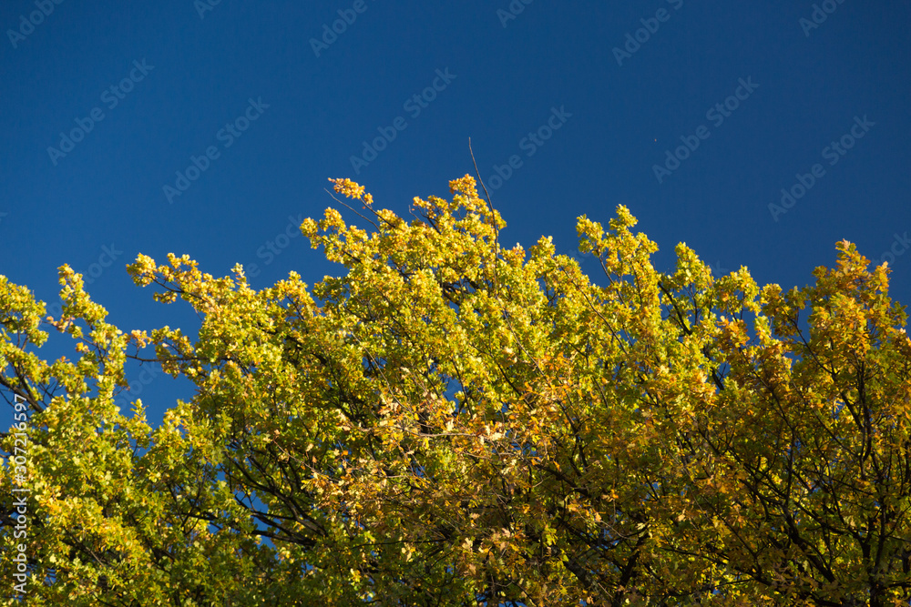 Fototapeta premium Autumn Leaves against Blue Sky