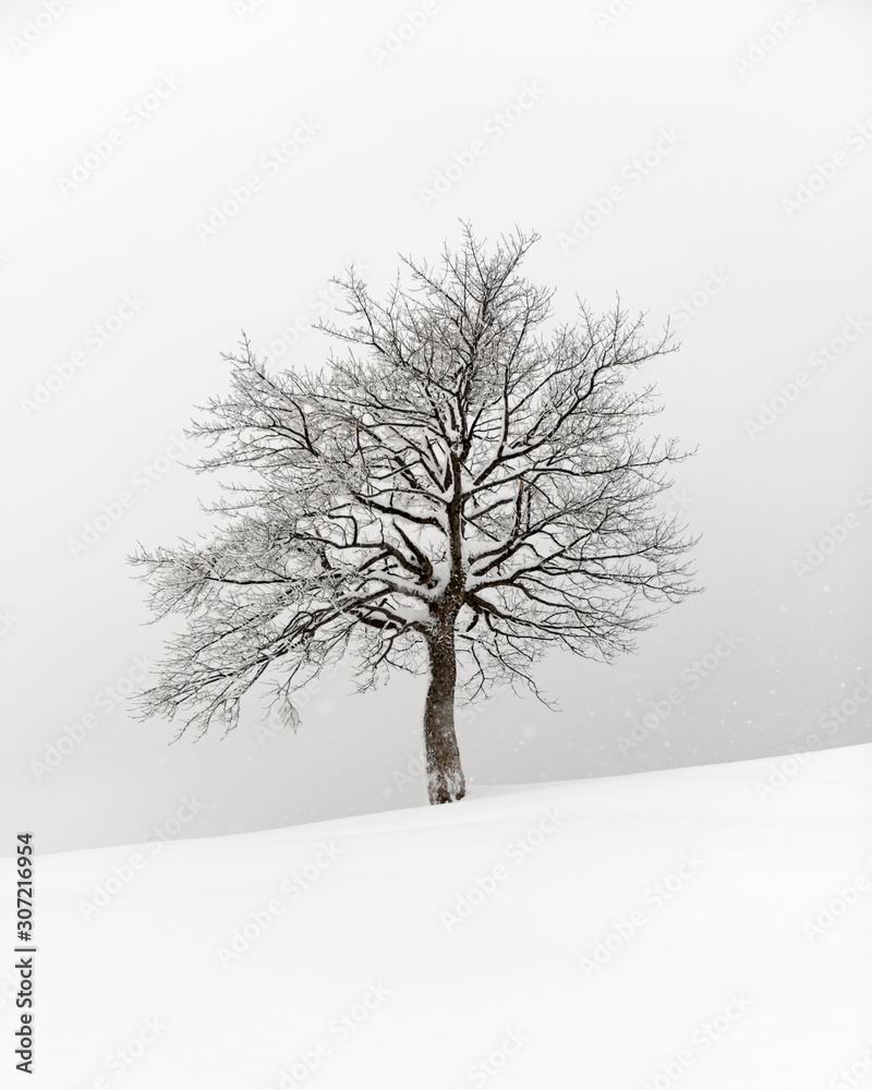 Amazing landscape with a lonely snowy tree Amazing landscape with a lonely snowy tree