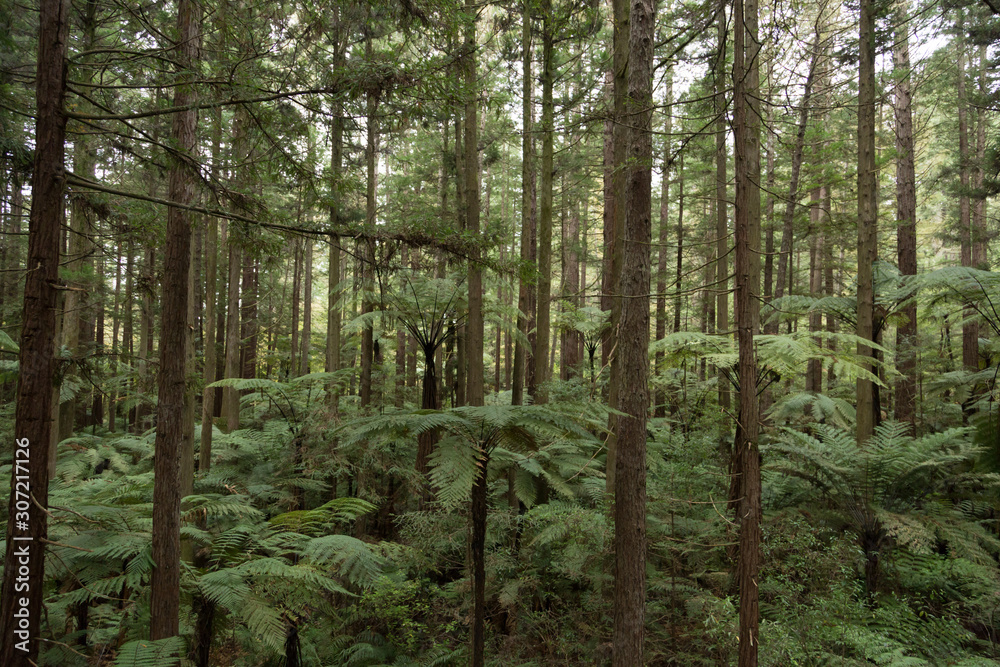 Obraz premium Fern in Whakarewarewa Forest in New Zealand