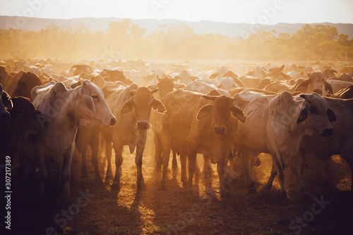 Australia, Western Australia, Australian cattle on a farm photo