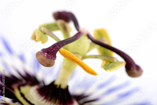 Passion flower, Passiflora, close-up photo