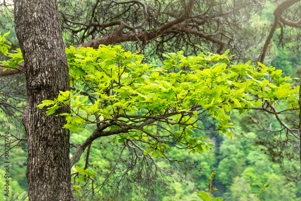 Oak branches with green leaves on a natural blurred background