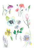 Watercolor hand painted flowers and floral elements set