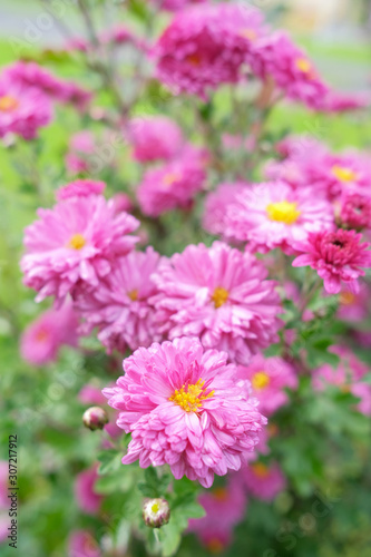 Flowers pink chrysanthemums in the autumn day.