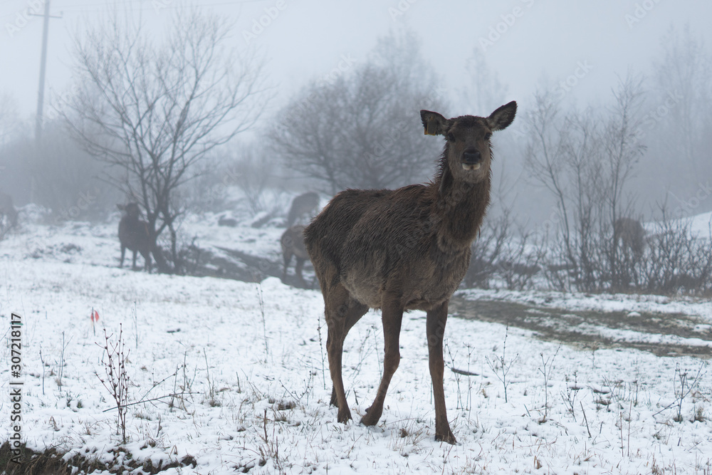 Deer in the winter landscape. Deer close up. Snowing Deer in the winter landscape. Deer close up. Snowing