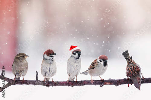 funny little birds sparrows in Santa's festive red hat sitting on a branch under the snow in the Christmas garden